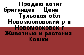 Продаю котят британцев. › Цена ­ 3 000 - Тульская обл., Новомосковский р-н, Новомосковск г. Животные и растения » Кошки   